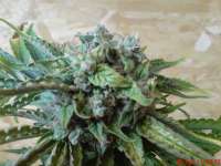 Imagen de JAHJAHChildren (Sweet Pink Grapefruit S1)