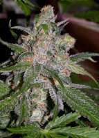 Imagen de alpineseeds1 (Sweet Tooth 3 BX1)