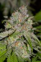 Imagen de alpineseeds1 (Sweet Tooth 3 BX1)