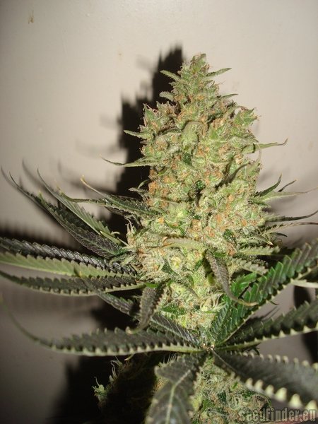 Alpine-Seeds Sweet Tooth 3 BX1