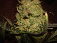 Imagen de MrOrganic (Sweet Tooth 3 BX1)