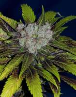 Imagen de alpineseeds1 (Sweet Tooth 3 BX2)