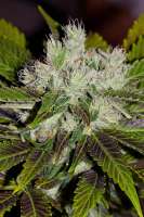 Imagen de alpineseeds1 (Sweet Tooth 3 BX2)