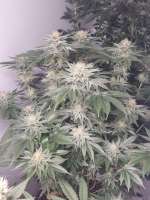 Imagen de Yffits (Victory Kush)