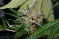 Imagen de alpineseeds1 (Victory Kush)