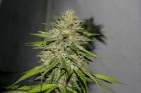 Imagen de alpineseeds1 (Victory Kush)