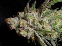 Amadeus Genetics Heavenly Querkle - photo réalisée par TeamAmadeus