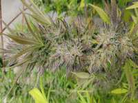 Imagen de andinaseeds (Fruit Spirit OG)