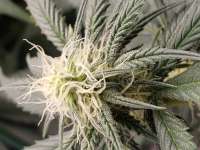 Imagen de cinco (Sour Lemon Punch)