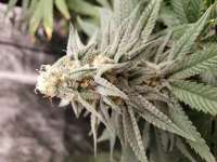 Imagen de cinco (Sour Lemon Punch)