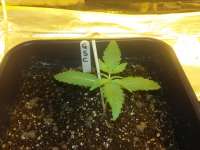 Imagen de FarmerWhiskers (Girl Scout Cookies Auto)