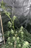 Imagen de Indica2me (Girl Scout Cookies Auto)