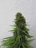 B.I.G. Seeds Big Mamut - photo réalisée par BIGSeeds