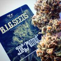 B.I.G. Seeds Big Mamut - photo réalisée par BIGSeeds