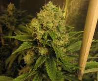 B.I.G. Seeds Big Mamut - photo réalisée par BIGSeeds