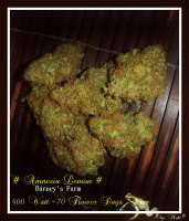 Imagen de Greenfinger1 (Amnesia Lemon)