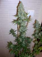 Imagen de papacannabis (Amnesia Lemon)