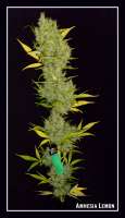 Imagen de Greenfinger (Amnesia Lemon)