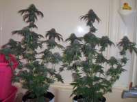 Imagen de 207HeavyHeads (Blue Cheese)