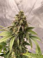 Imagen de Jeremy710 (Blue Cheese)