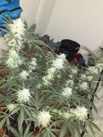 Imagen de MadBotanist (Blueberry OG)