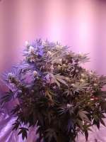 Imagen de Coolhandluke (Blueberry OG)