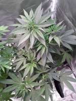 Imagen de papaseed211 (Blueberry OG)