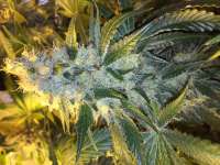 Imagen de Shark57 (Cookies Kush)