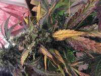 Imagen de Shark57 [Cookies Kush]