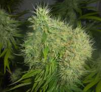 Imagen de kagbeni (Cookies Kush)