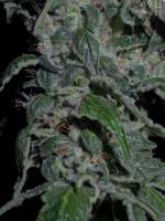 Imagen de Heniek (Cookies Kush)