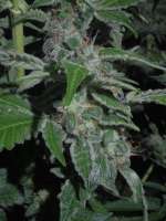 Imagen de Heniek (Cookies Kush)