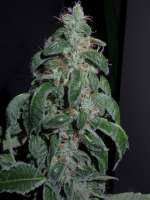 Imagen de Heniek (Cookies Kush)