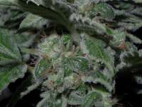 Imagen de Heniek (Cookies Kush)