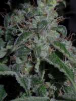 Imagen de Heniek (Cookies Kush)