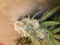 Imagen de IggyD (Critical Kush)