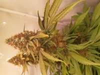 Imagen de NeXuS00 (Critical Kush)