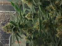 Imagen de dochickory (Critical Kush)