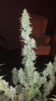 Imagen de alexmoqc (Critical Kush)