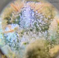 Imagen de Bdman23 (Gorilla Zkittlez)