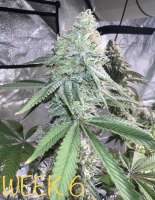 Imagen de Bdman23 (Gorilla Zkittlez)