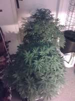 Imagen de OzGrow (LSD)