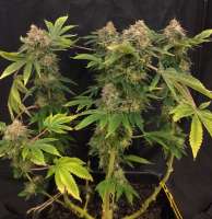 Imagen de Erone (Liberty Haze)