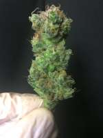 Imagen de weeed (Orange Sherbert)