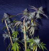 Imagen de Dave420 (Peyote Critical)