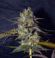 Imagen de Dave420 (Peyote Critical)