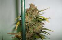 Imagen de MaxYield (Pineapple Chunk)