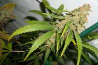 Imagen de MaxYield (Pineapple Chunk)