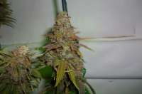 Imagen de MaxYield (Pineapple Chunk)