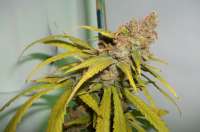 Imagen de MaxYield (Pineapple Chunk)